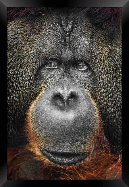  Orangutan Framed Print by Svetlana Sewell