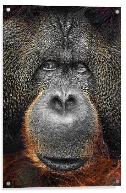  Orangutan Acrylic by Svetlana Sewell