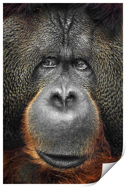  Orangutan Print by Svetlana Sewell