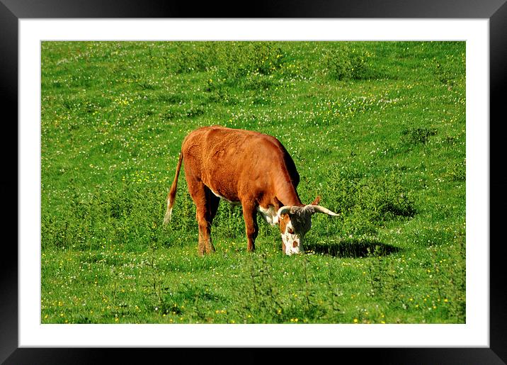  The Bamburgh Cow Framed Mounted Print by Naylor's Photography
