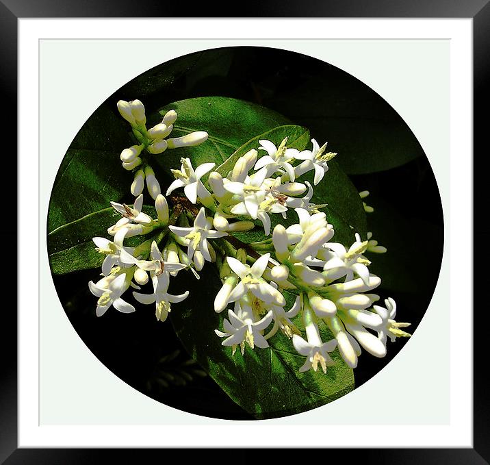  Gorgeous White Flora Framed Mounted Print by james balzano, jr.