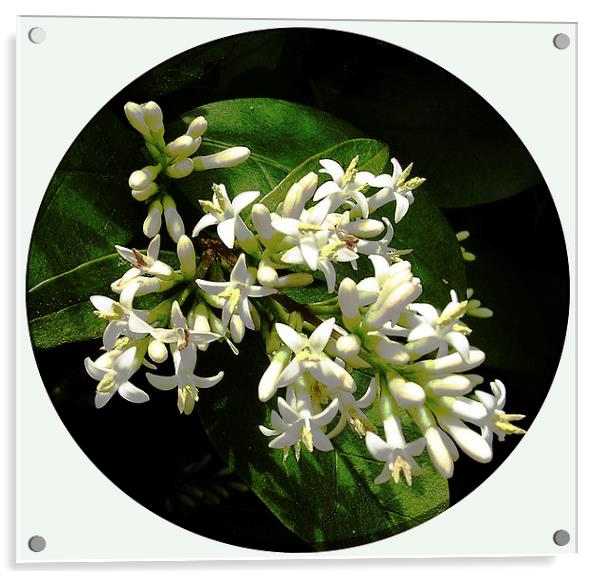  Gorgeous White Flora Acrylic by james balzano, jr.