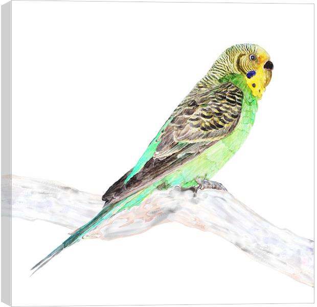 Green Budgie On A Branch, Watercolor print  Canvas Print by Tanya Hall