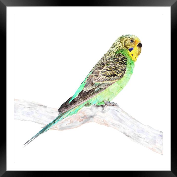 Green Budgie On A Branch, Watercolor print  Framed Mounted Print by Tanya Hall