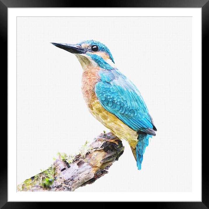 Kingfisher On Branch Watercolor Print  Framed Mounted Print by Tanya Hall
