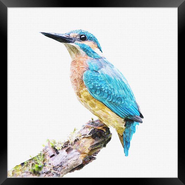 Kingfisher On Branch Watercolor Print  Framed Print by Tanya Hall