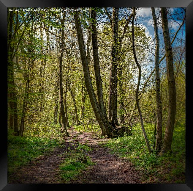  Ranscombe Wood Path Framed Print by mark sykes