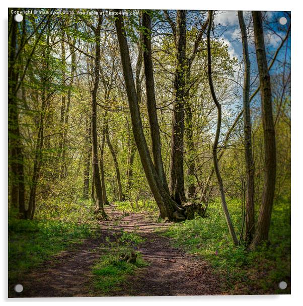 Ranscombe Wood Path Acrylic by mark sykes