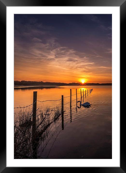  Swanning under the fence Framed Mounted Print by Dean Merry