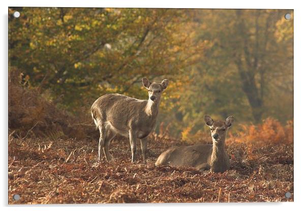  Deer at Knole Park Acrylic by Tim Bell