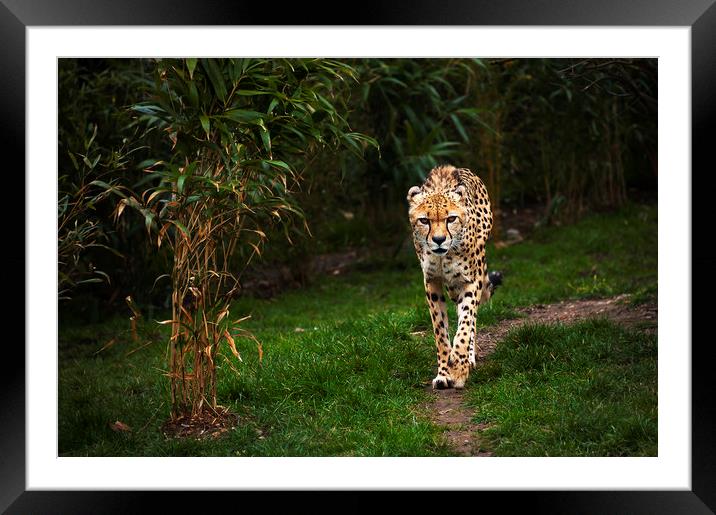  Hello Gorgeous Framed Mounted Print by Svetlana Sewell