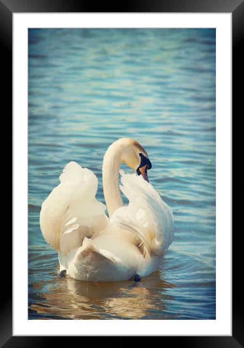  Shy Swan Framed Mounted Print by Svetlana Sewell