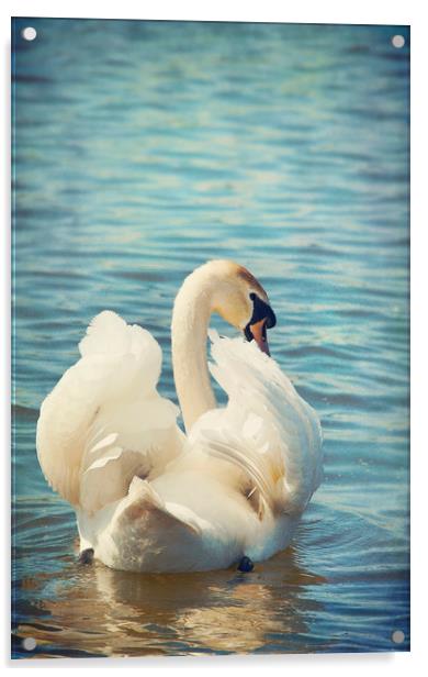  Shy Swan Acrylic by Svetlana Sewell