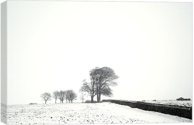 Trees in snow Canvas Print by Stephen Mole