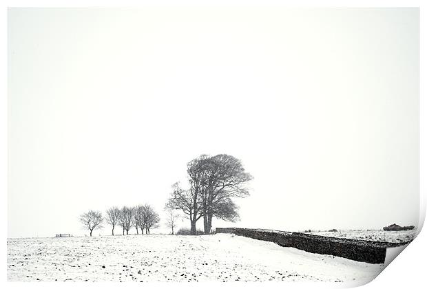 Trees in snow Print by Stephen Mole