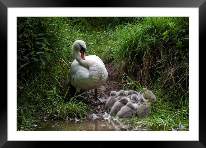  Safe and Sound Framed Mounted Print by Svetlana Sewell