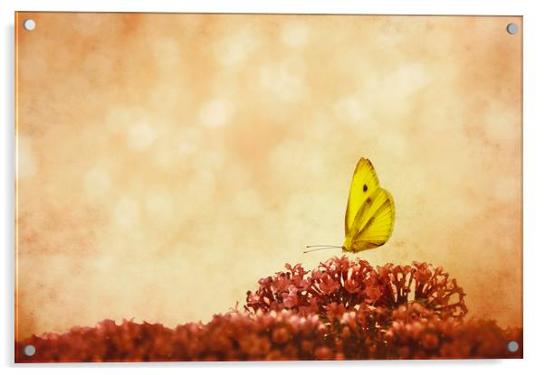  Butterfly Cake Acrylic by Svetlana Sewell