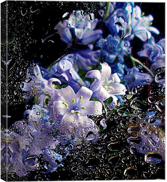  scottish bluebells  Canvas Print by dale rys (LP)
