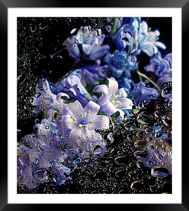  scottish bluebells  Framed Mounted Print by dale rys (LP)