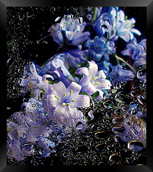  scottish bluebells  Framed Print by dale rys (LP)