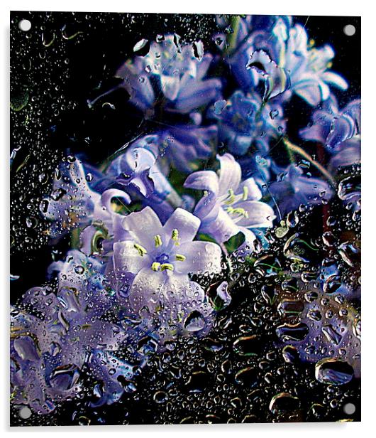  scottish bluebells  Acrylic by dale rys (LP)