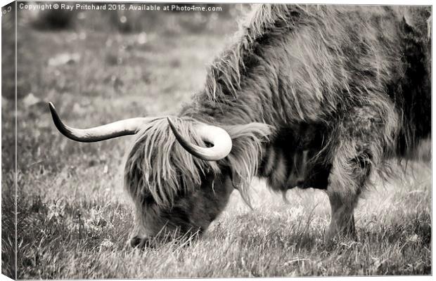 Highland Cow Canvas Print by Ray Pritchard