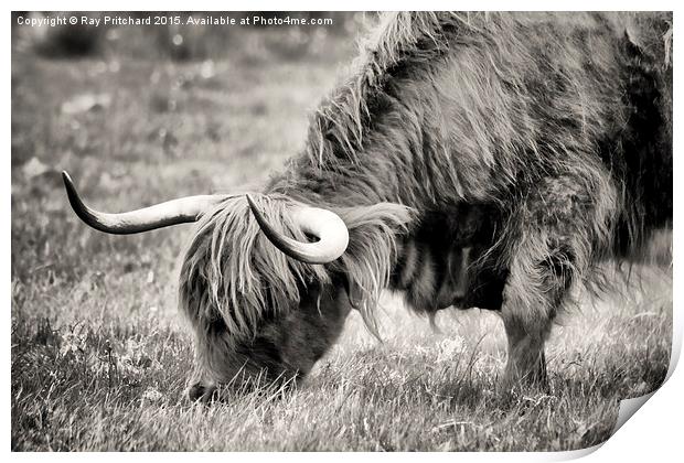 Highland Cow Print by Ray Pritchard