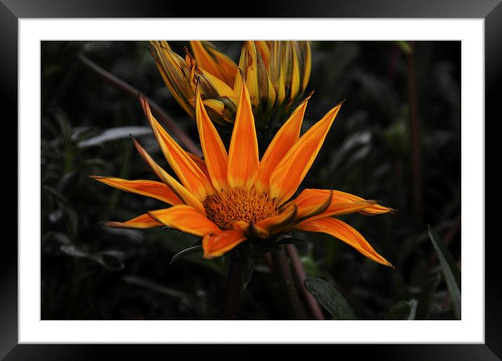  Gazania Framed Mounted Print by Paul Judge