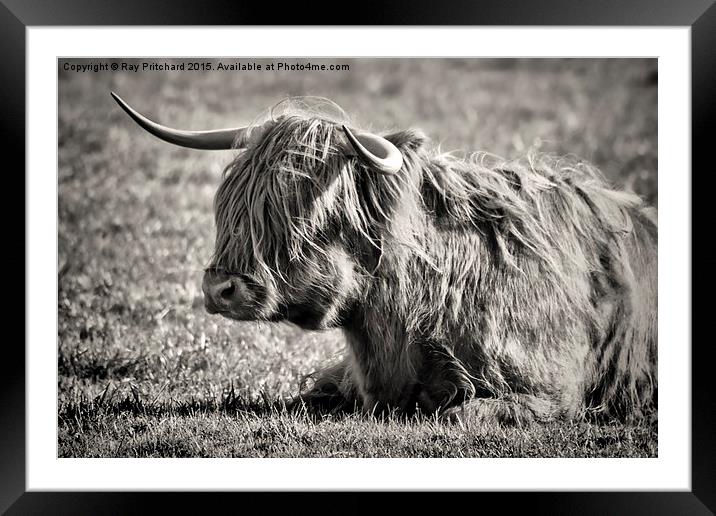  Highland Cow Framed Mounted Print by Ray Pritchard