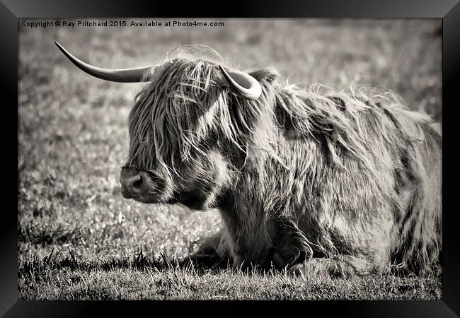  Highland Cow Framed Print by Ray Pritchard