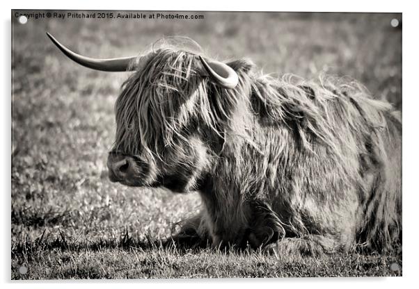  Highland Cow Acrylic by Ray Pritchard