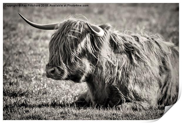  Highland Cow Print by Ray Pritchard