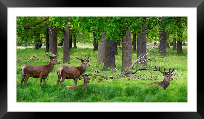  Deers Framed Mounted Print by Svetlana Sewell