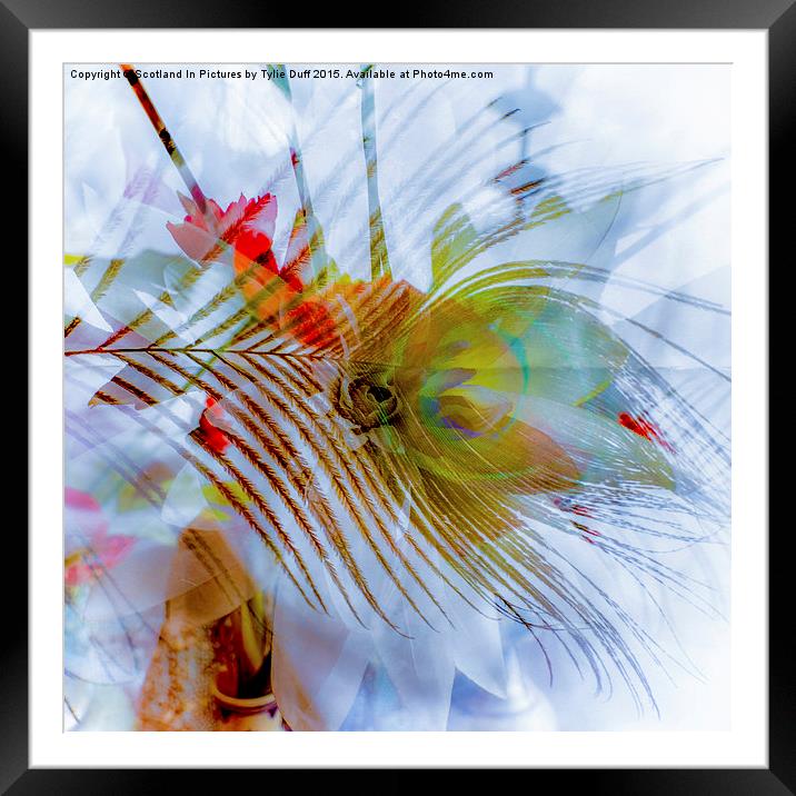  Dreaming of Colour Framed Mounted Print by Tylie Duff Photo Art