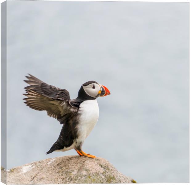  Puffin Canvas Print by Svetlana Sewell
