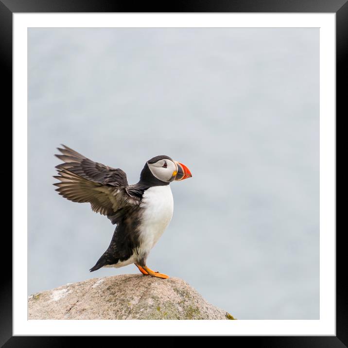  Puffin Framed Mounted Print by Svetlana Sewell
