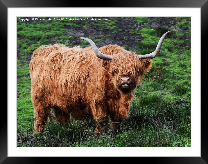  Highland cattle Framed Mounted Print by Fine art by Rina