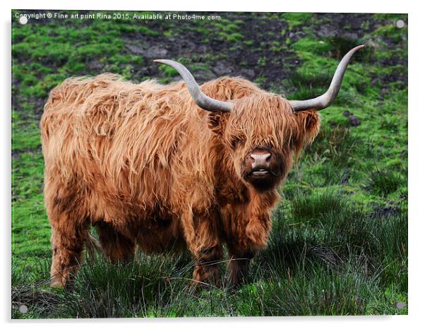  Highland cattle Acrylic by Fine art by Rina