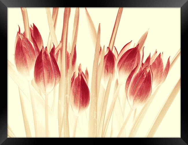 ethereal tulips Framed Print by Heather Newton