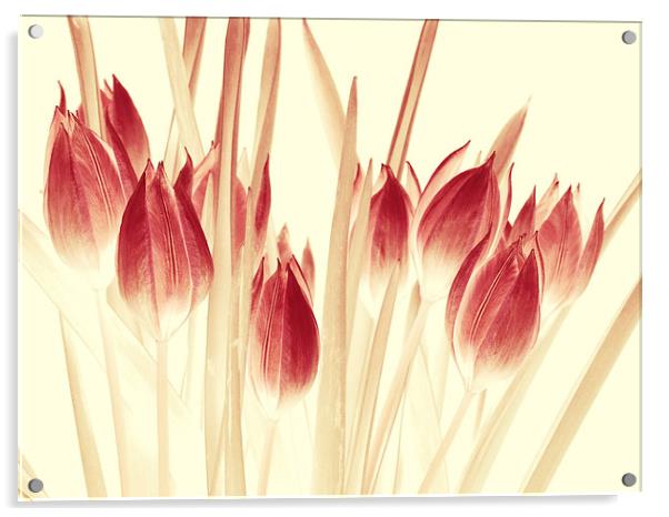  ethereal tulips Acrylic by Heather Newton