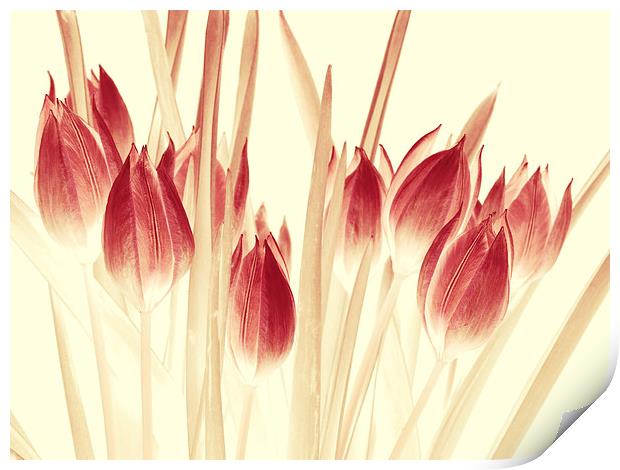  ethereal tulips Print by Heather Newton