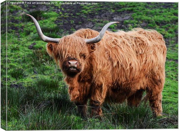  Highland cattle Canvas Print by Fine art by Rina