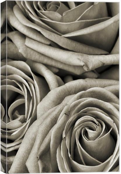  narrow roses Canvas Print by Heather Newton