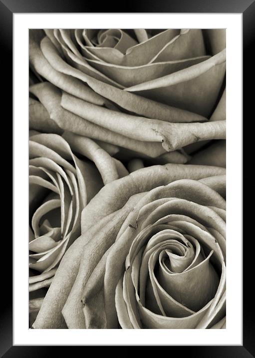  narrow roses Framed Mounted Print by Heather Newton