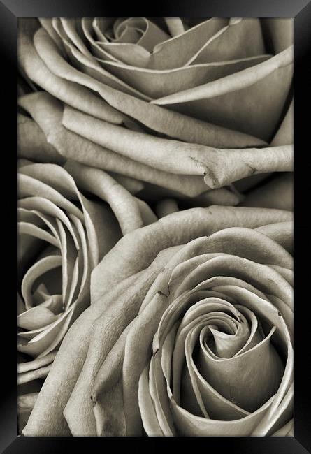 narrow roses Framed Print by Heather Newton