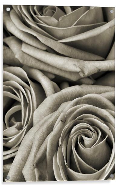  narrow roses Acrylic by Heather Newton