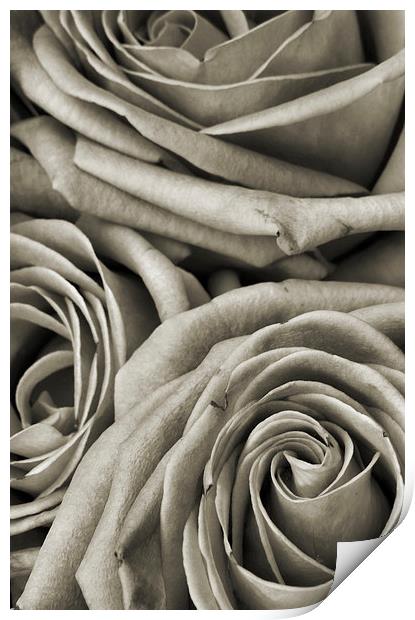  narrow roses Print by Heather Newton