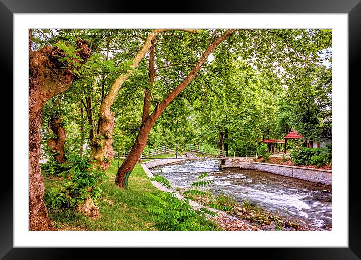 Under the trees in park, close to river Framed Mounted Print by Dragomir Nikolov