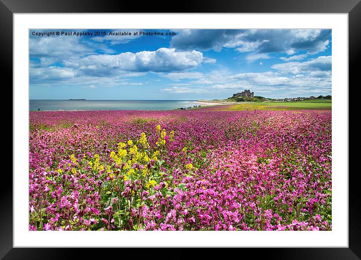  Bamburgh Campion Framed Mounted Print by Paul Appleby
