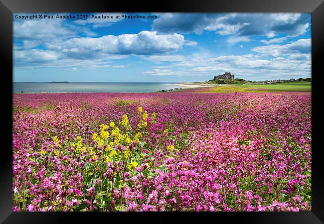  Bamburgh Campion Framed Print by Paul Appleby